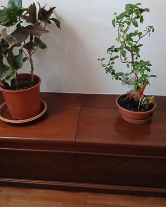 Cassapanca  in legno massiccio