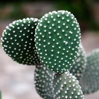 Appartamento in campagna