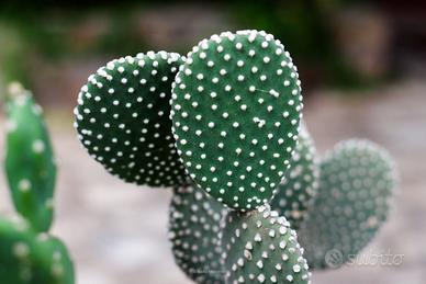 Appartamento in campagna