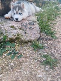 Ciccioli Siberian Hushy