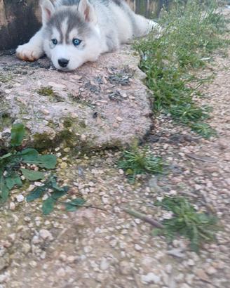 Cuccioli Siberian Hushy