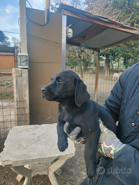 Ultimi cuccioli di Labrador