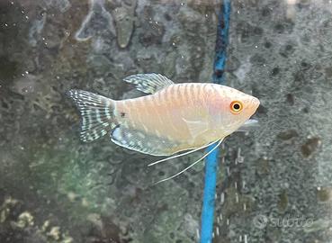 Macropodus - colisa - trichogaster