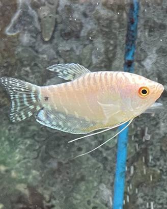 Macropodus - colisa - trichogaster