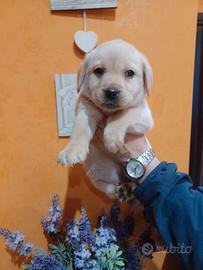 Labrador femmine con pedigree