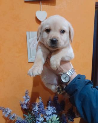 Labrador femmine con pedigree