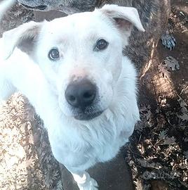 HEIDE, candida e dolce creatura