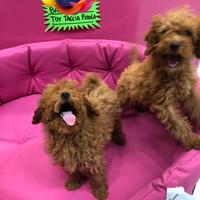 Barboncini red maschio e femmina