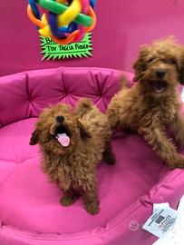 Barboncini red maschio e femmina