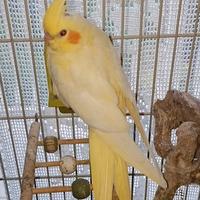 Calopsite maschio lutino