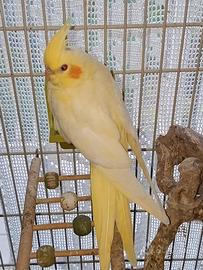 Calopsite maschio lutino