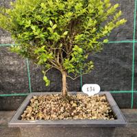 Bonsai di Lonicera Nitida 134