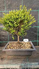 Bonsai di Lonicera Nitida 134