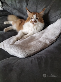 Maine coon maschio stallone