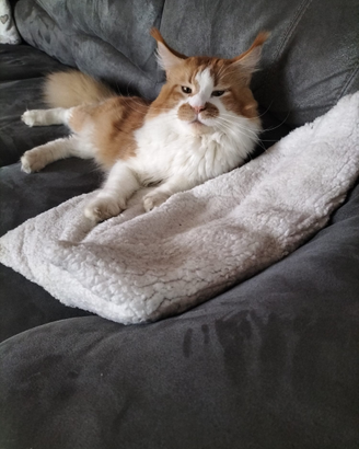 Maine coon maschio stallone