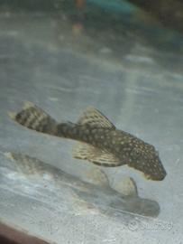 Ancystrus pulitori pesci tropicali ancistrus neri