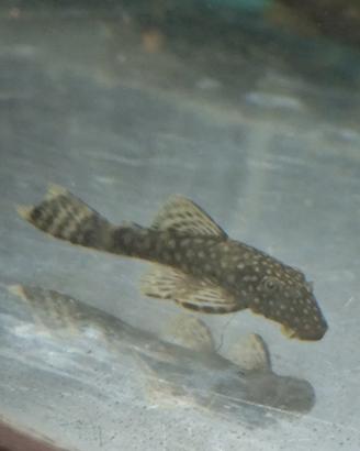 Ancystrus pulitori pesci tropicali ancistrus neri