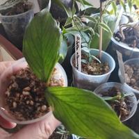 pianta di Hoya polyneura 