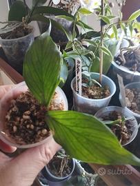 pianta di Hoya polyneura 