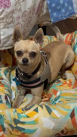 Chihuahua