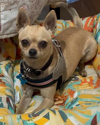 Chihuahua