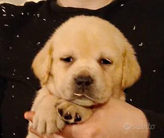 Cuccioli di Labrador con pedigree