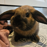 Coniglio ariete nano