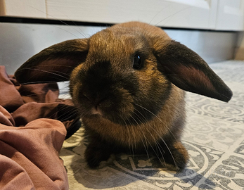 Coniglio ariete nano