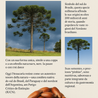 Piante di Araucaria angustifolia, Pino del Brasile