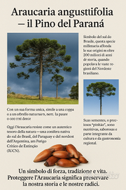 Piante di Araucaria angustifolia, Pino del Brasile
