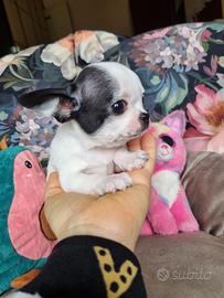 Chihuahua mini maschietto