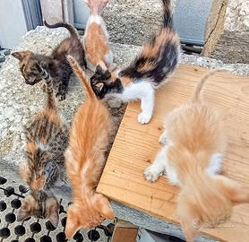 Cuccioli di Gatto