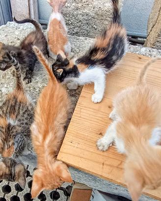 Cuccioli di Gatto