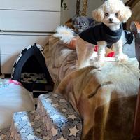 Barboncino taglia molto piccola