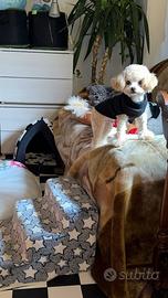 Barboncino taglia molto piccola