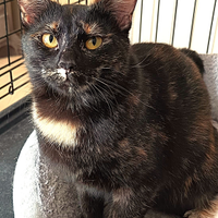 Alba micia tartarugata 8 mesi