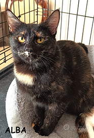 Alba micia tartarugata 8 mesi