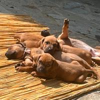 Cuccioli di Rhodesian ridgeback