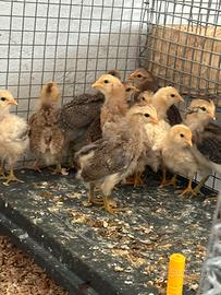 Araucana