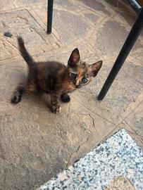 Gattina femmina