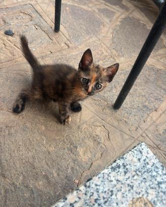 Gattina femmina
