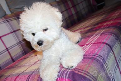 Cagnolino maschietto razza Bichon a poil frisé