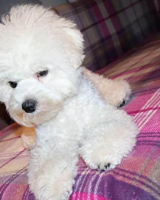 Cagnolino maschietto razza Bichon a poil frisé