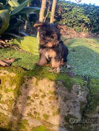 Maschietto di Yorkshire