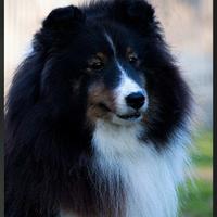Shetland Sheepdogs