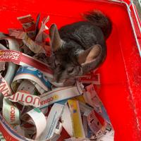 Cucciolo di cincilla"