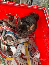 Cucciolo di cincilla"