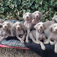 WEIMARANER CUCCIOLI Allevamento amatoriale Torino