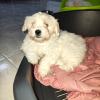 Cucciolo di maltese