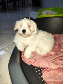 Cucciolo di maltese